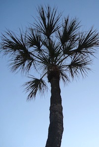 Palm Tree