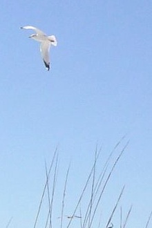 Seagull