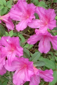 Azaleas